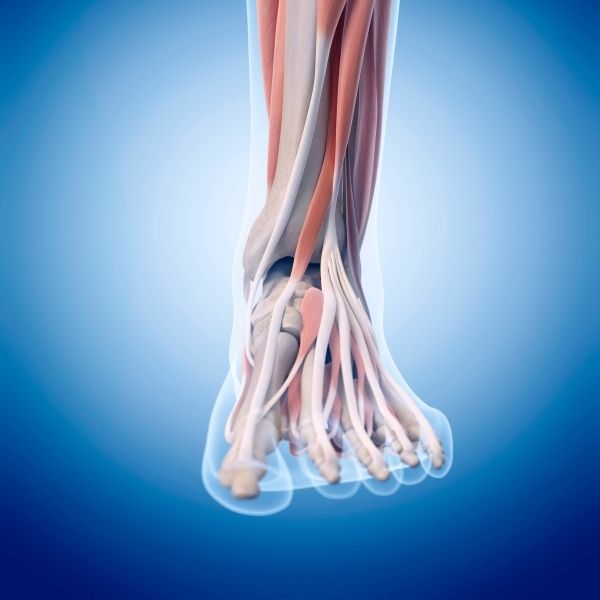 graphic showing anatomy of a human foot