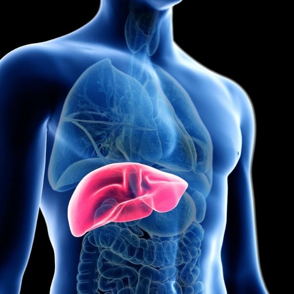 graphic showing the anatomy of a human liver graphic showing the anatomy of a human liver